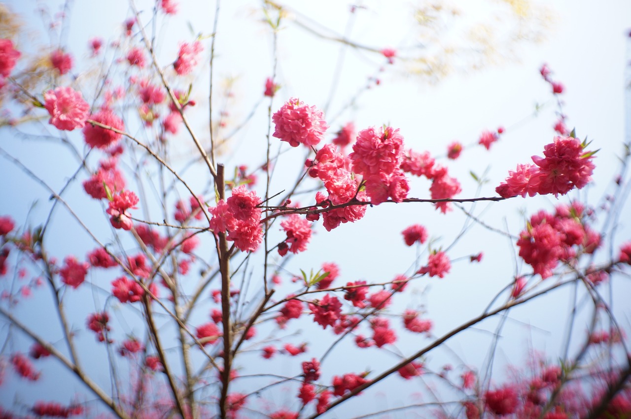 清明时节，诗意盎然——走进清明节的古诗之美