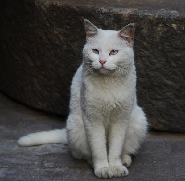 旅行常识指的是哪些方面的内容？掌握这些让旅途更顺畅安全