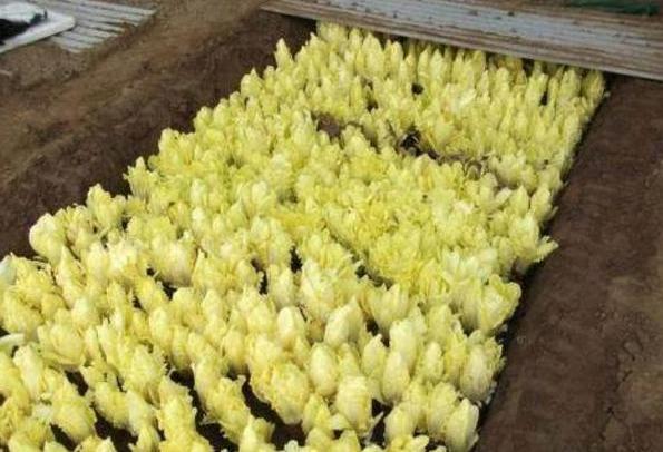 大学生旅游旅行知识点总结:省钱省心玩转青春旅程 第1张 大学生旅游旅行知识点总结:省钱省心玩转青春旅程 第1张